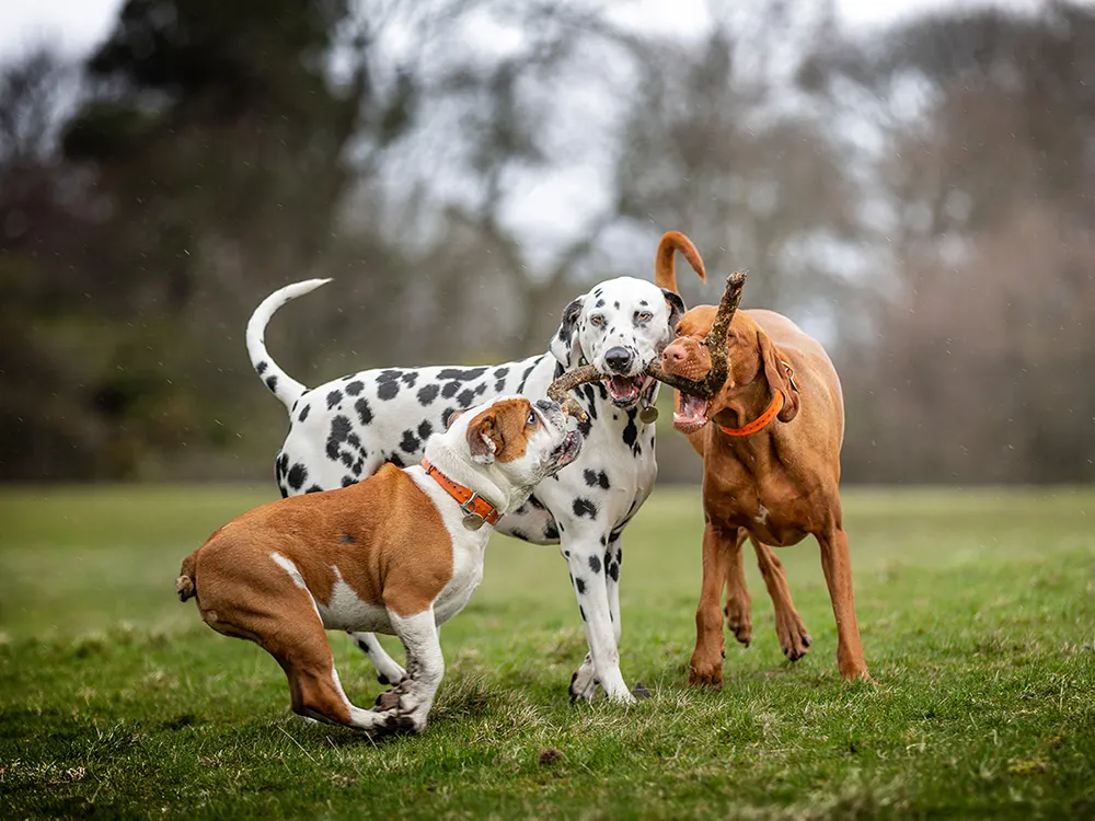 The_Wildest_Are_Dog_Parks_Good_for_Socialization