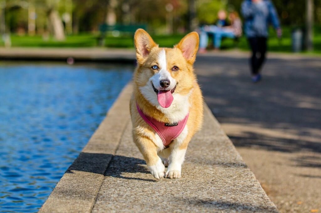 dog-off-leash